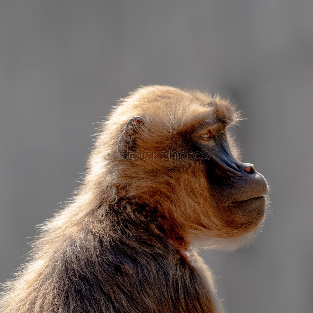 Similar – Image, Stock Photo the daydreamer Animal