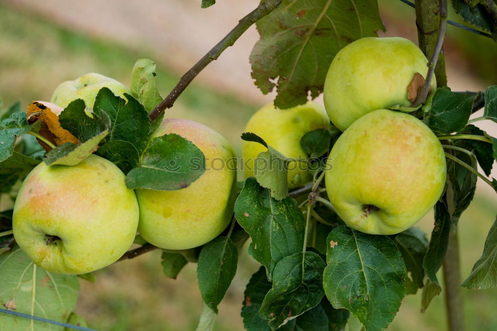 Similar – Image, Stock Photo soon… Fruit Apple Autumn