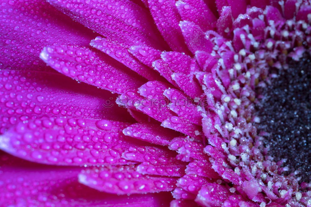 Similar – View into the flower of a purple anemone with purple stamens