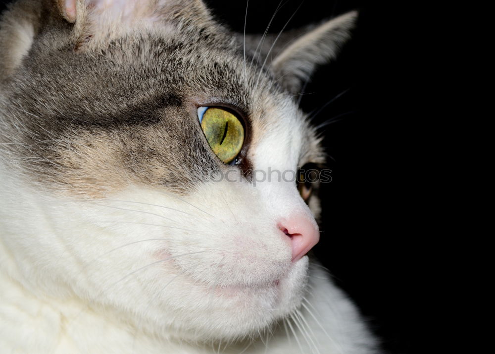 Similar – Cat with serious face sitting on a table. In front of her lies an apple with wobbly. Involuntary vegetarian