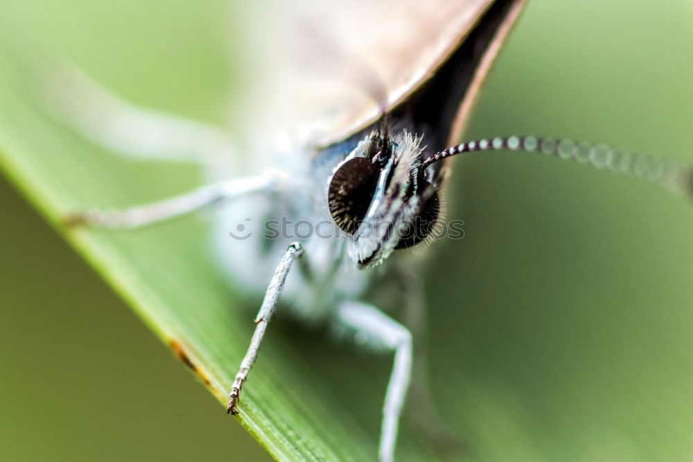 Similar – Der Jäger, der in der Blüte lauert.