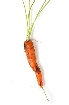 Similar – carrot Food Nutrition