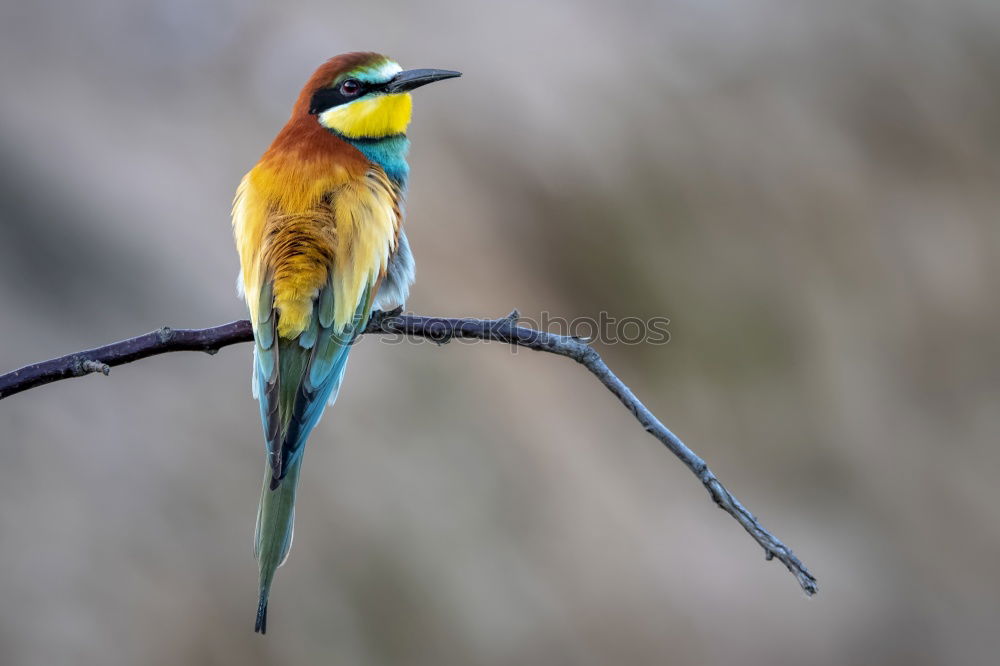 Similar – Image, Stock Photo A colorful Superb Starling in Tanzania