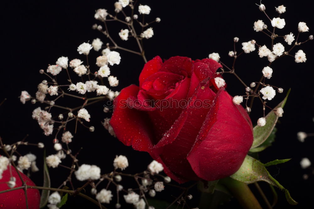 Similar – Image, Stock Photo roses Flower Rose