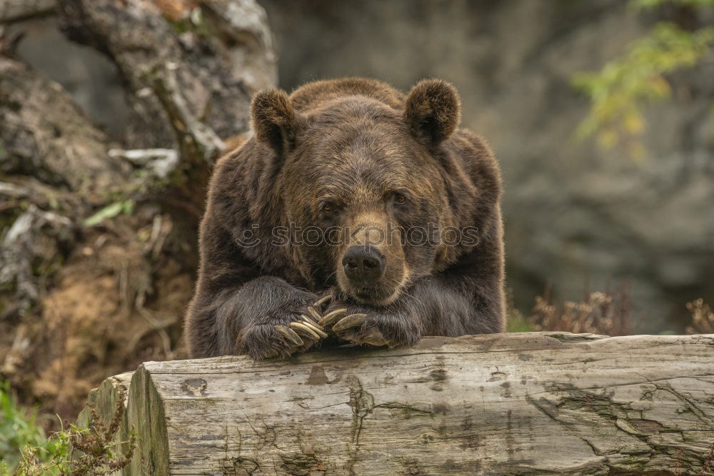 Image, Stock Photo Brown Bear (Ursus Arctos) Portrait