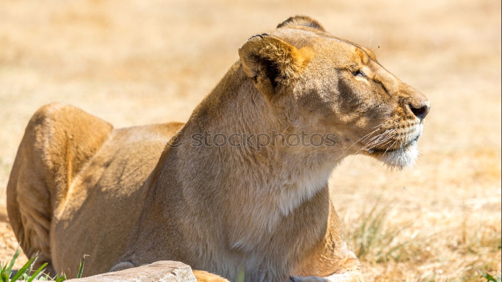 Similar – Image, Stock Photo Lion lying in the grass gaggling