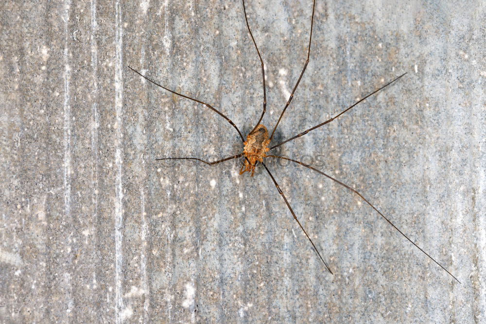 Similar – Close up of a spider and an ant