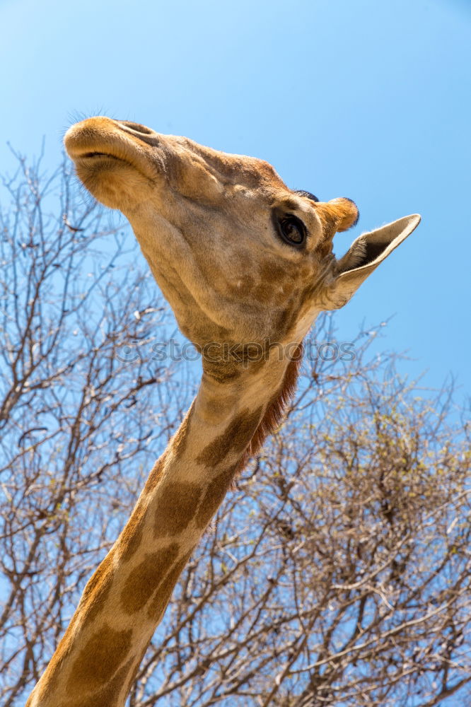 Similar – Image, Stock Photo Curious camel