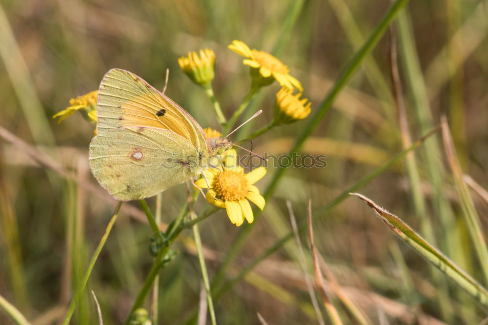 Similar – Girl … Butterfly Yellow