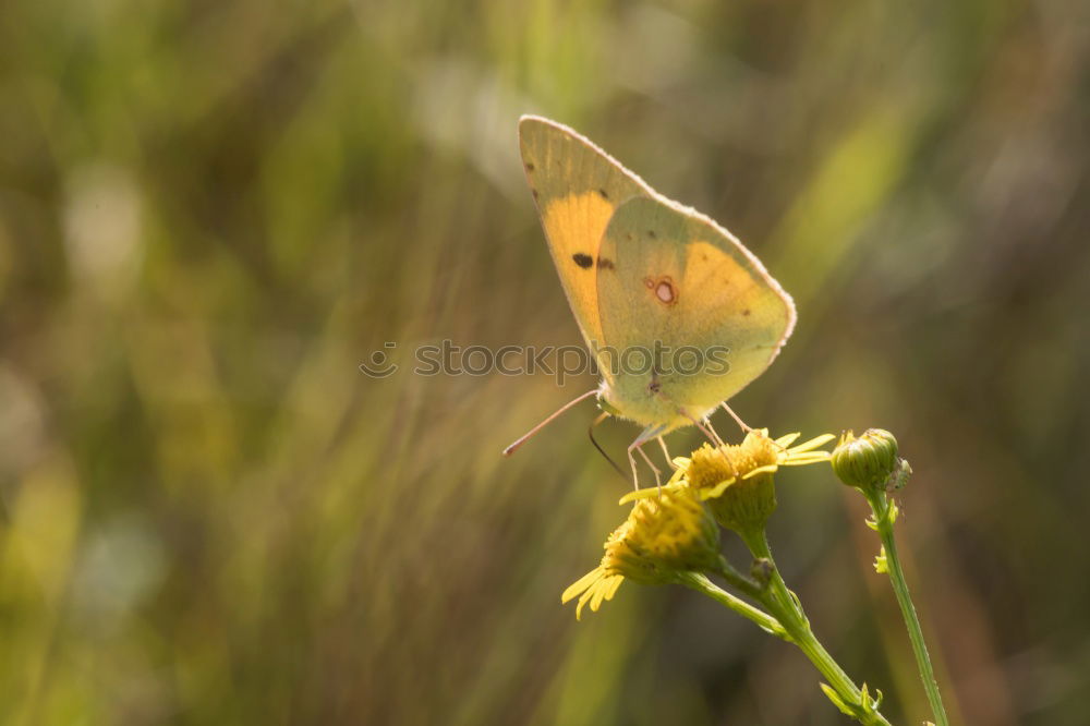 Girl … Butterfly Yellow