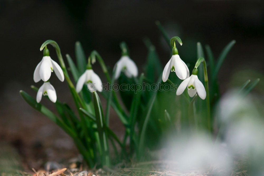 Similar – Image, Stock Photo Spring is coming! Wellness