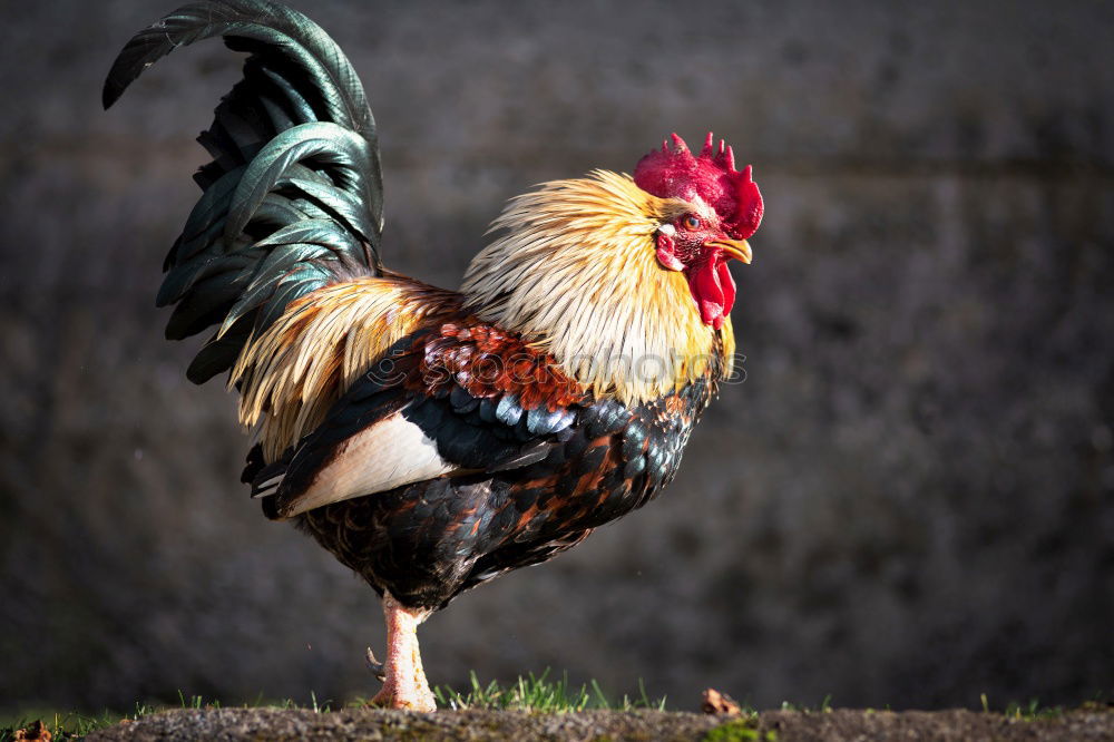 Close-up of rooster facing the camera