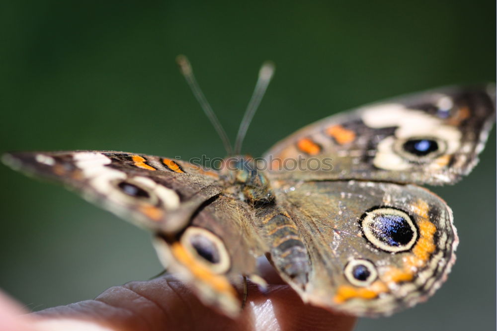 Image, Stock Photo Another beauty on the hand