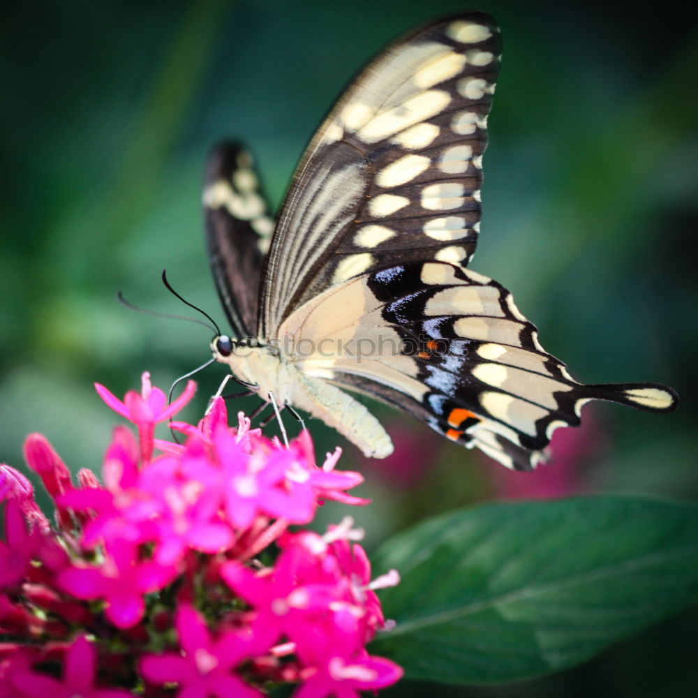 Similar – Image, Stock Photo herald of spring Nature