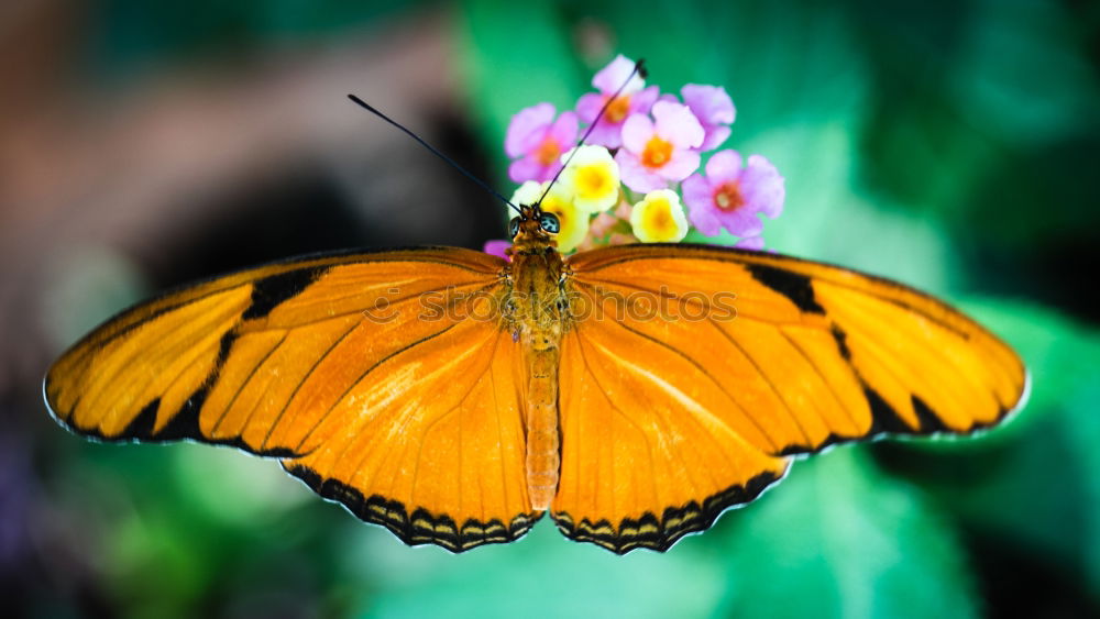 Similar – butterfly II Schmetterling