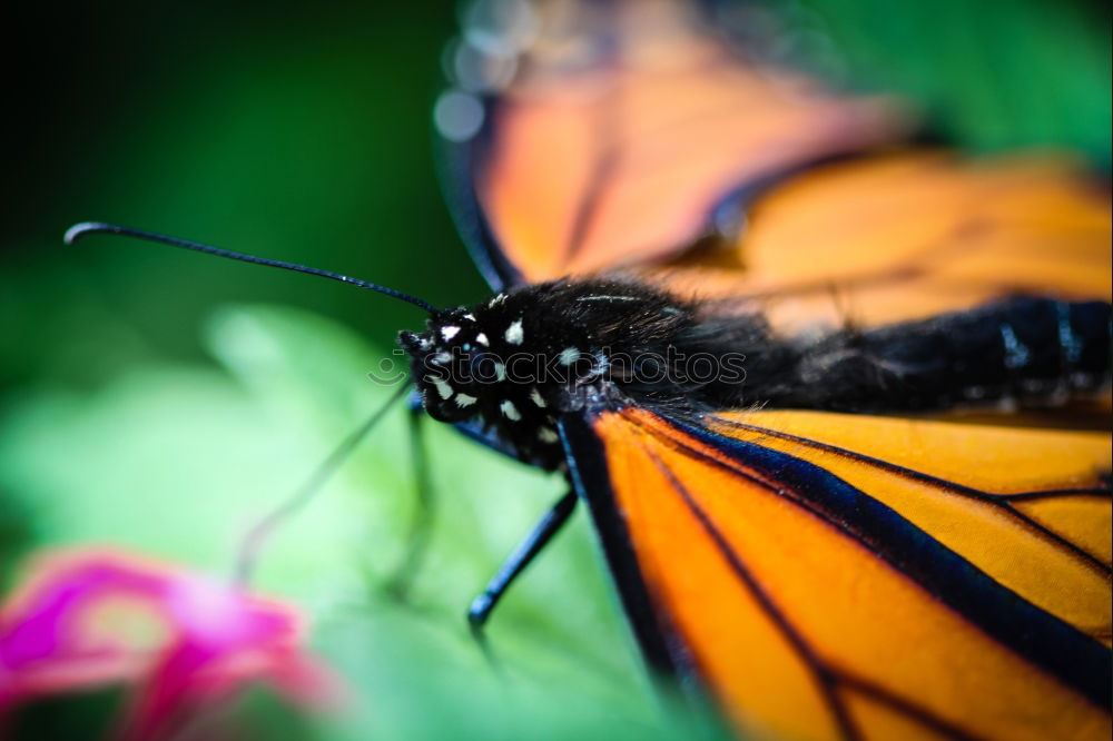 Monarch Danaus Plexippus