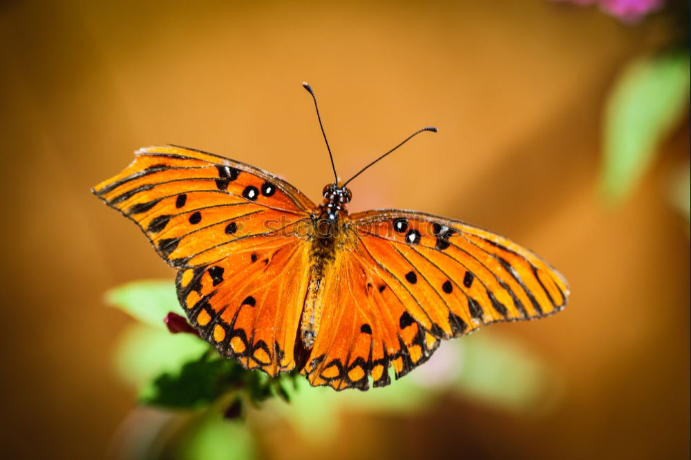 butterfly II Schmetterling