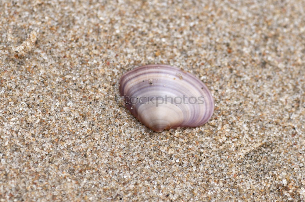 Similar – Image, Stock Photo Mussel on the beach Summer