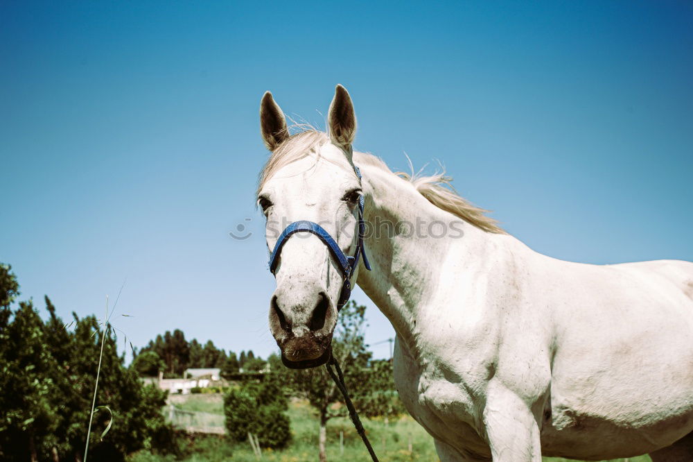 Similar – Image, Stock Photo Pony in the sky Horse