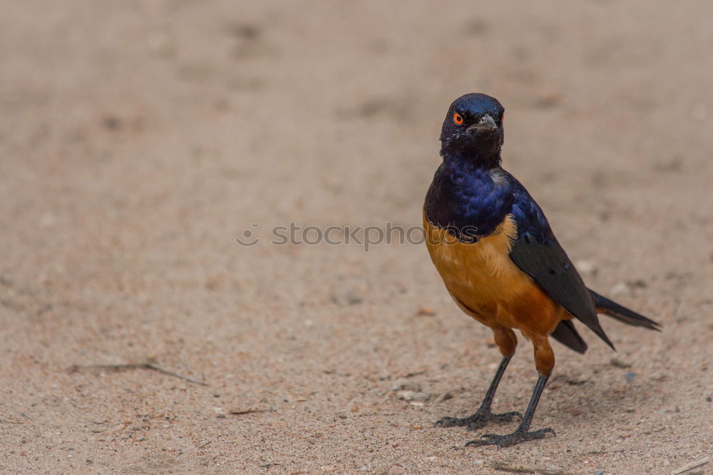 A colorful Superb Starling in Tanzania