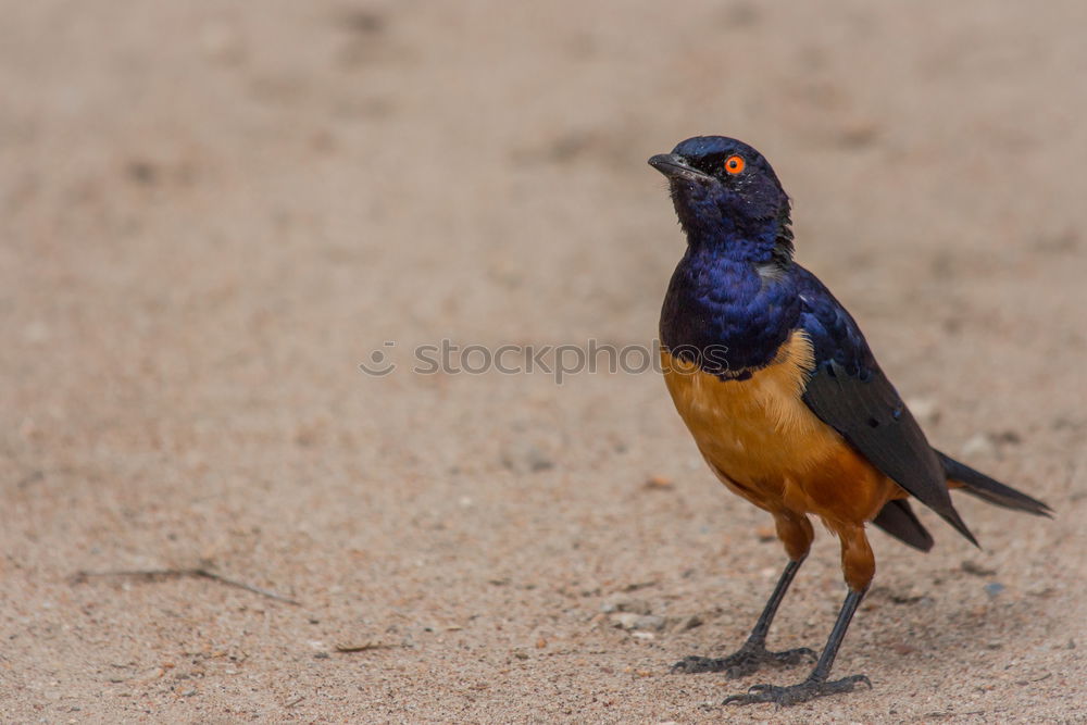 Similar – A colorful Superb Starling in Tanzania