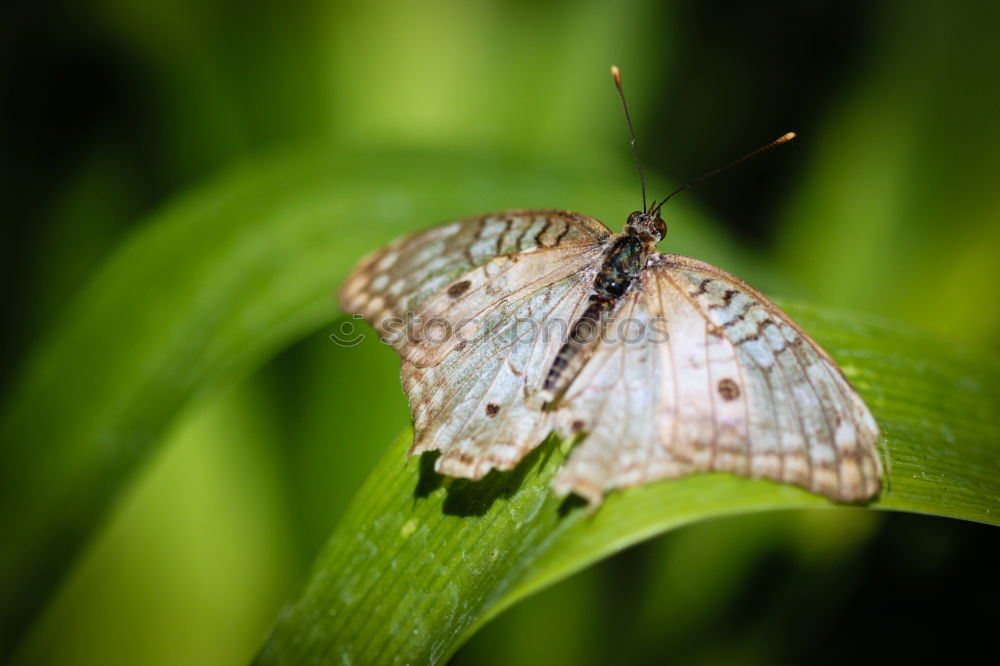 Similar – White Peacock Anartia Jatrophae