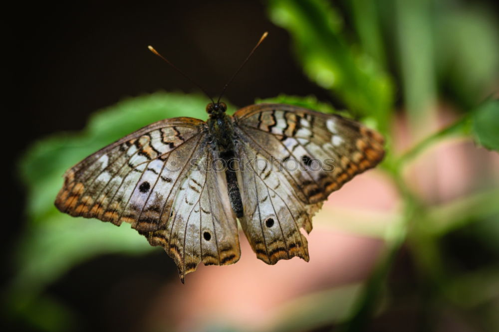 White Peacock Anartia Jatrophae