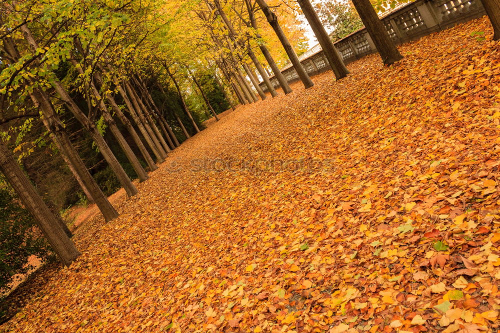 Similar – leaf path Autumn Leaf Tree