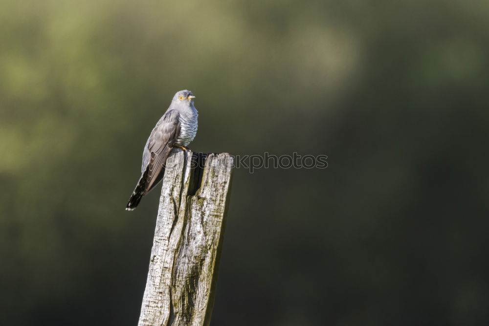 Similar – Image, Stock Photo Nuthatch (Sitta europaea)