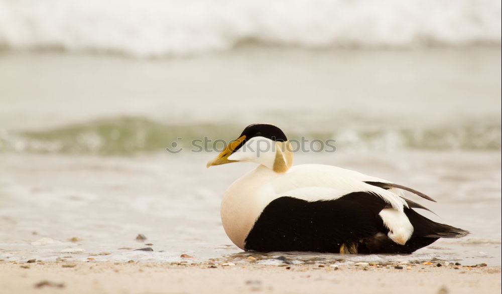 Similar – Image, Stock Photo beach walk