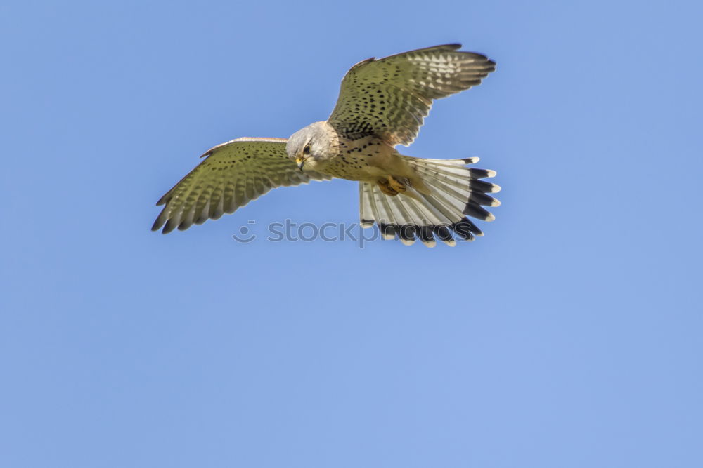 Similar – Bussard Umwelt Natur Luft