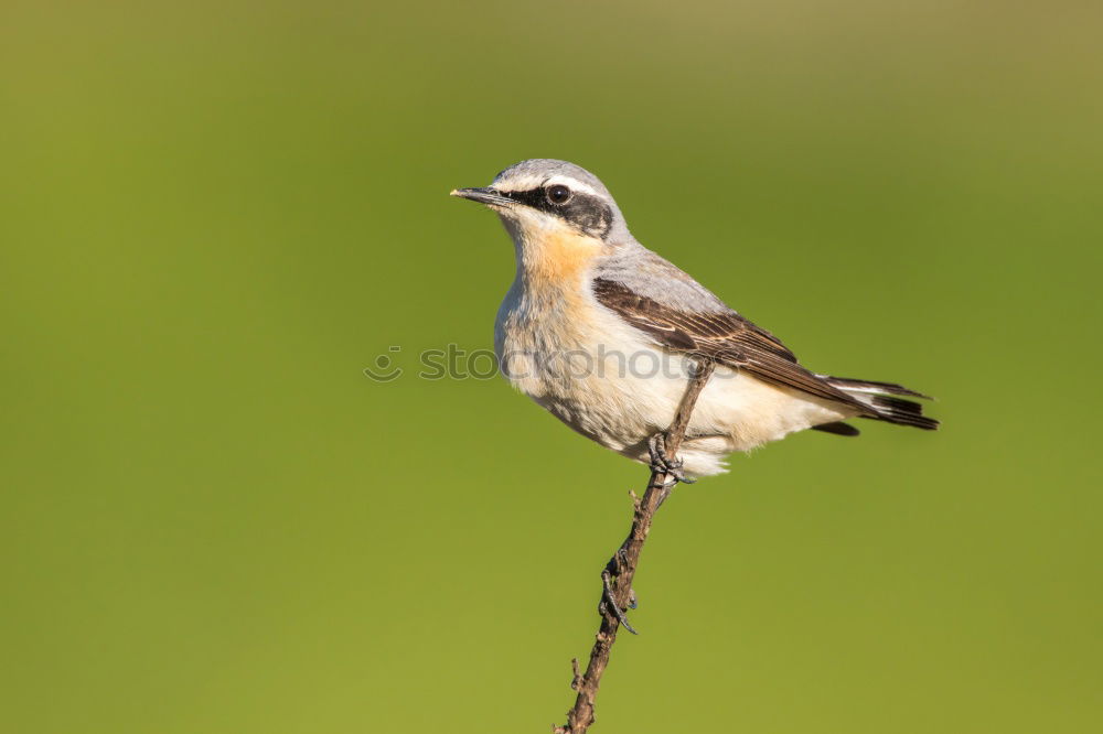 Similar – Beautiful wild bird Life