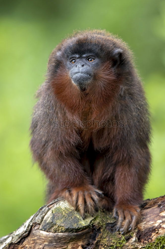 Similar – Image, Stock Photo Close up portrait of collared mangabey