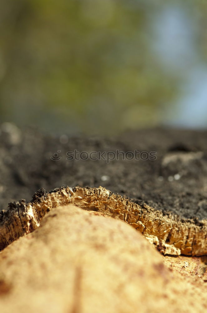 Similar – Image, Stock Photo wood Environment Nature