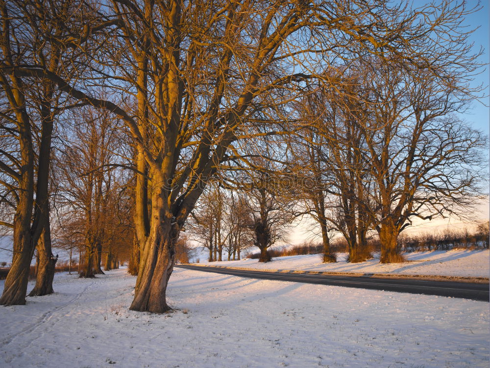 Similar – Wintersonne kalt