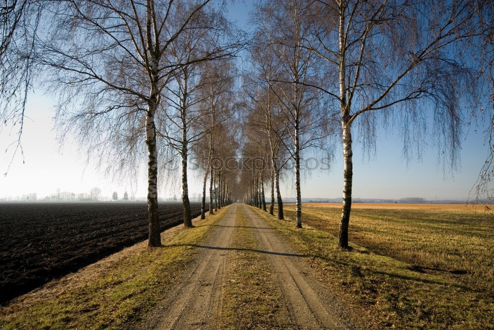 Similar – Ein Weg am Kornfeld Fußweg