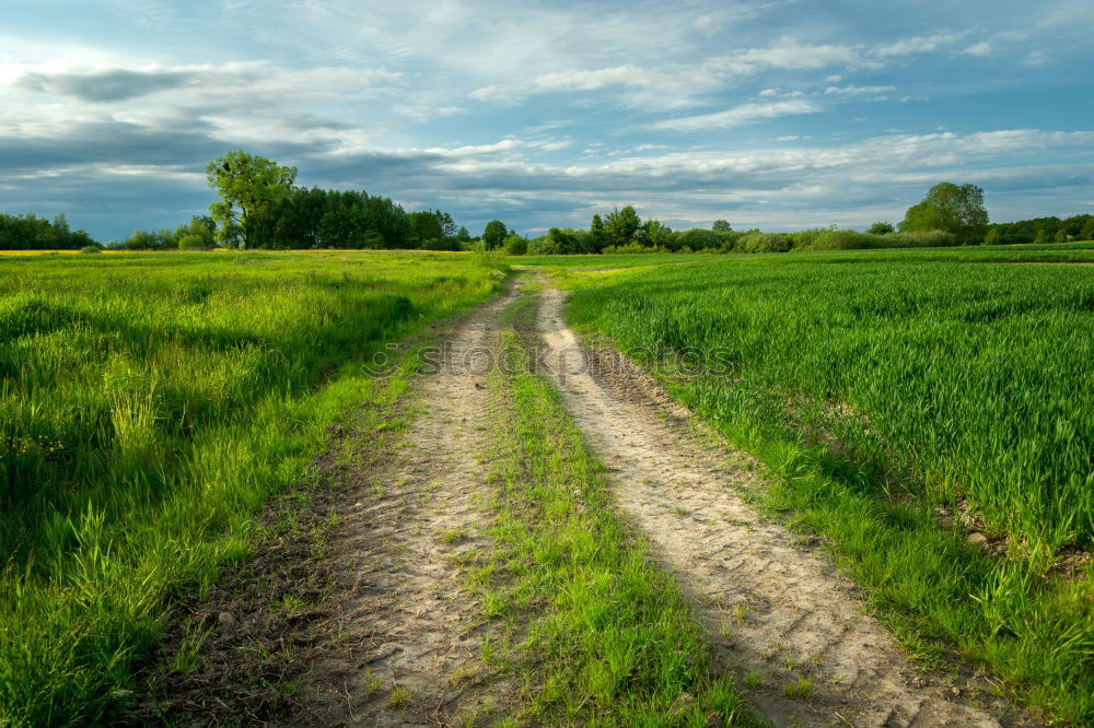 Similar – Image, Stock Photo cornfield Wheat Grain Sky