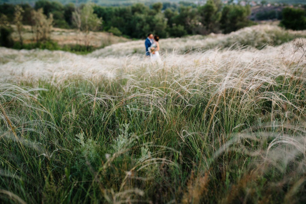 Similar – Image, Stock Photo it blooms do schön…