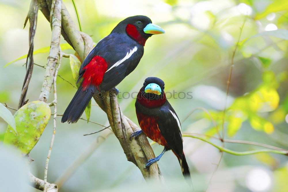 Similar – Beautiful Bird (Masked Trogon, Ecuador)