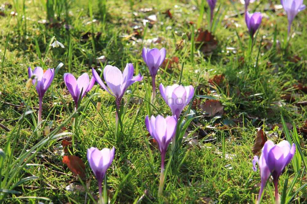 Similar – Foto Bild Krokuswiese Krokusse