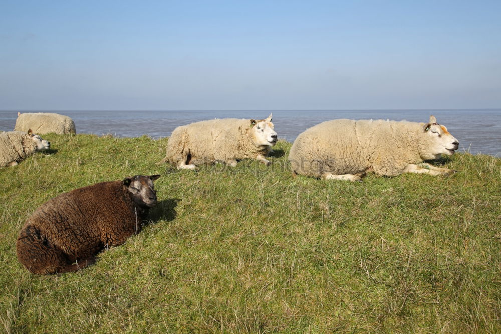 Similar – Image, Stock Photo Lister sheep Beach Ocean