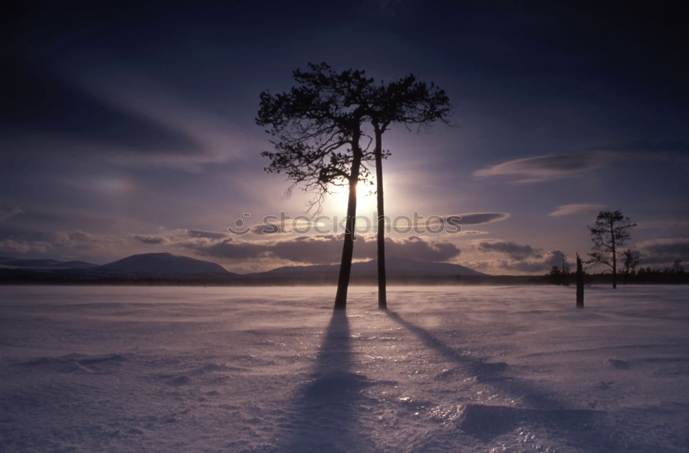 Similar – Baumgrenze Winter Skitour