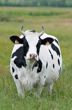 Similar – Foto Bild Kühe Kuh Rind Wiese Gras