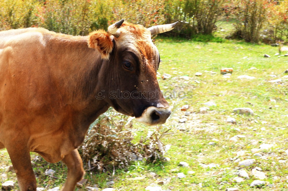 Similar – Image, Stock Photo calf Nature Animal Tree