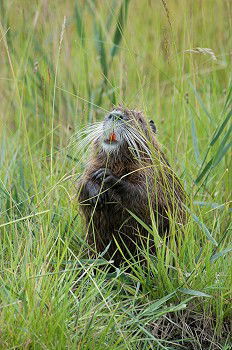 Image, Stock Photo pig Environment Nature