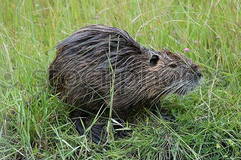 Similar – Image, Stock Photo pig Environment Nature