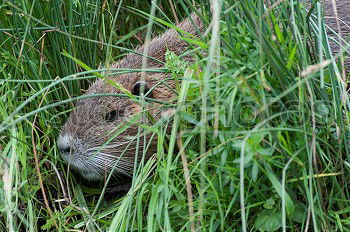 Similar – Image, Stock Photo pig Environment Nature