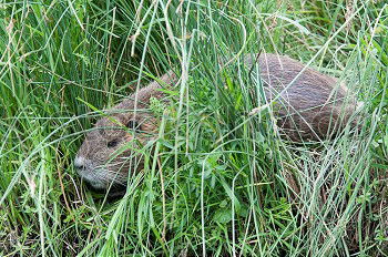 Similar – Image, Stock Photo pig Environment Nature