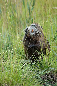 Similar – Image, Stock Photo pig Environment Nature