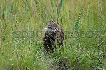 Similar – Image, Stock Photo pig Environment Nature